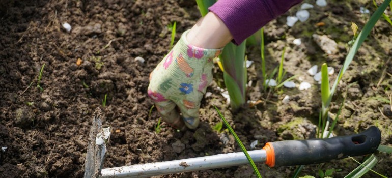 A person removing weeds.