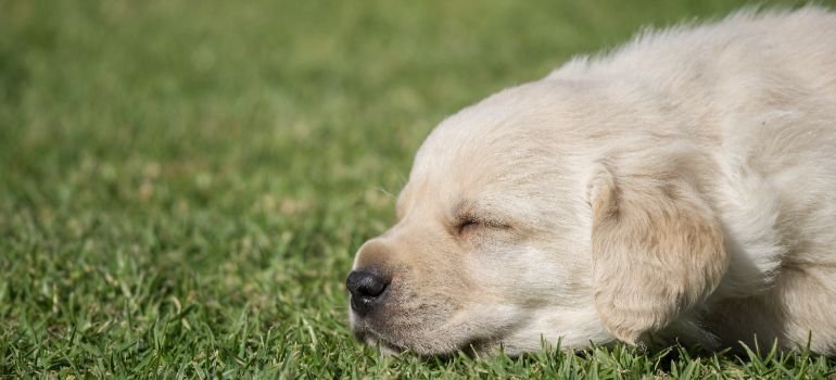 dog sleeping on artificial grass