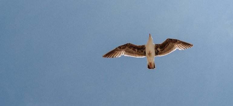 a bird in the sky