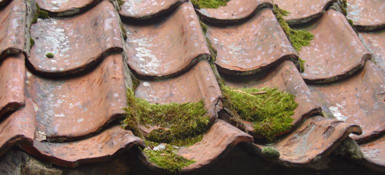 tile roof before pressure washing