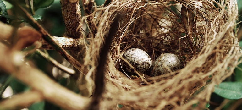 sparrow nest as a symbol of how to get rid of sparrows on your property