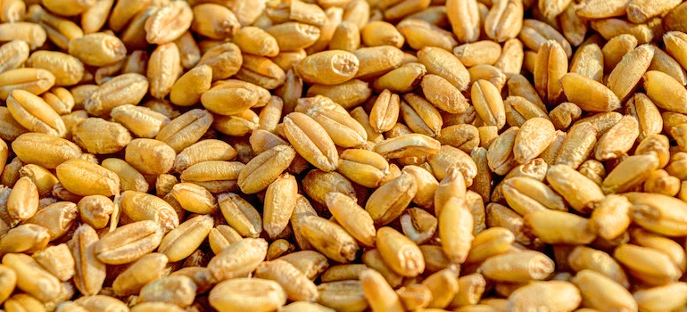 A picture of wheat