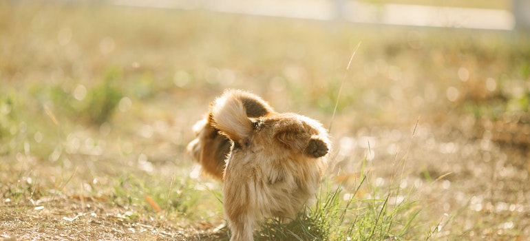 how to clean dog poop off turf