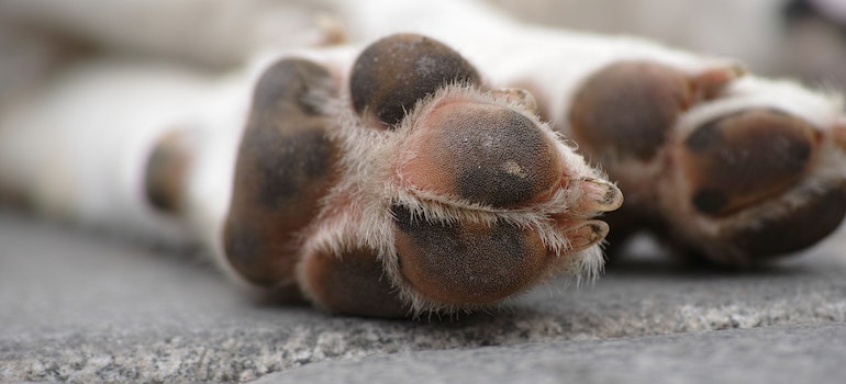 Dog's paws