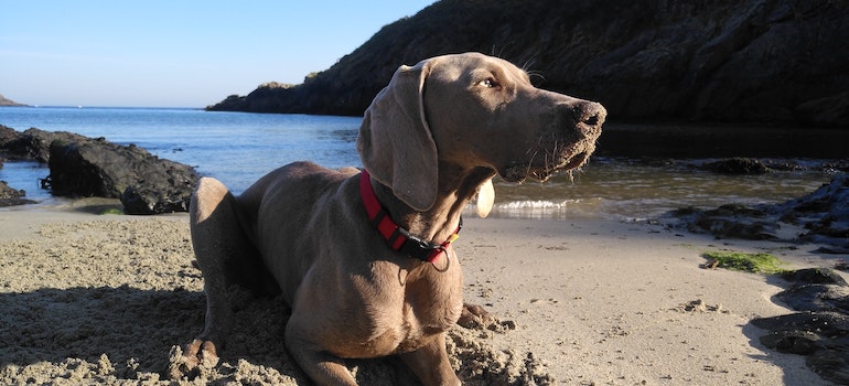 A dog digging a hole