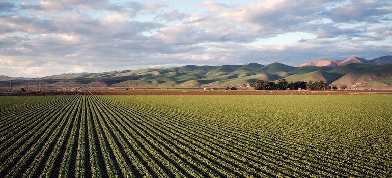 Green field