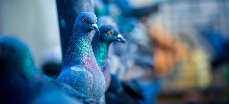 two pigeons