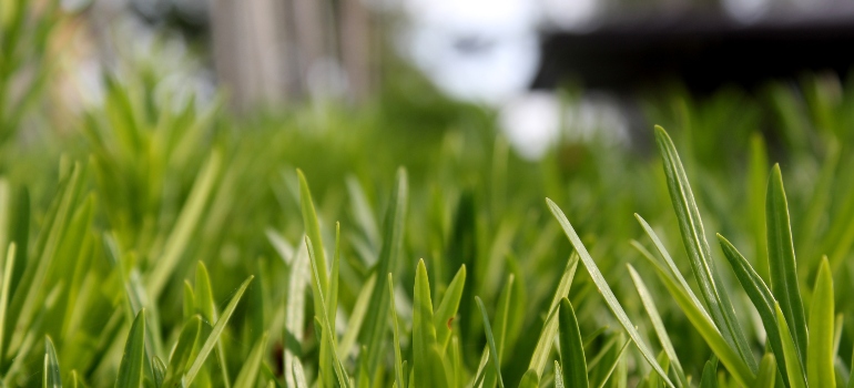 grass strands