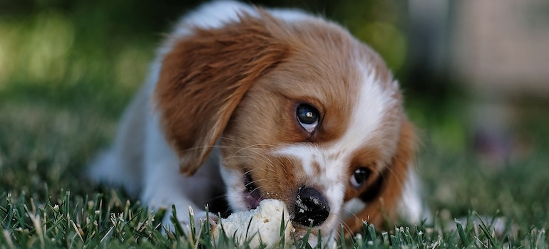 dog on artificial turf