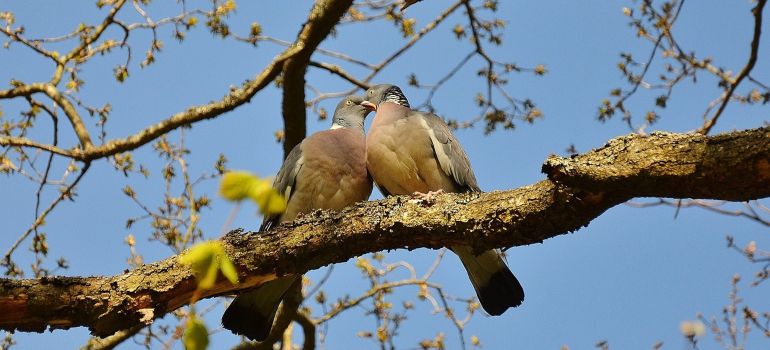 A couple of pigeons on a branch.