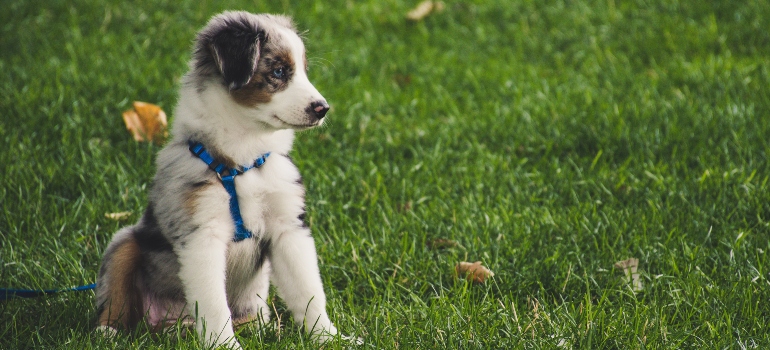 a dog in the grass