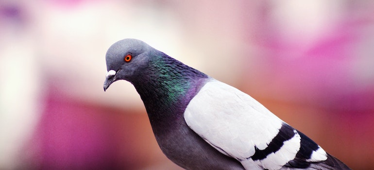 A pigeon as a symbol of disease birds carry