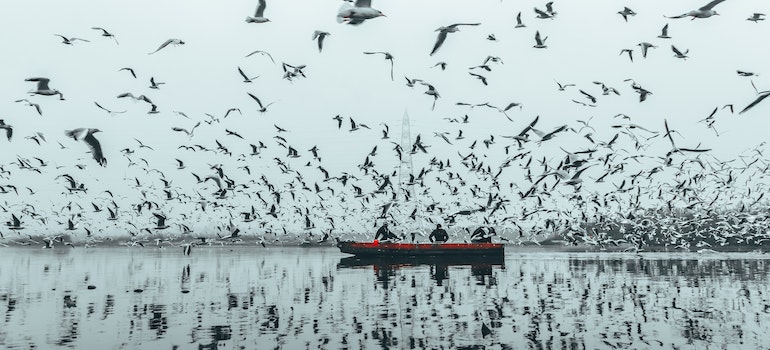 Bird flock
