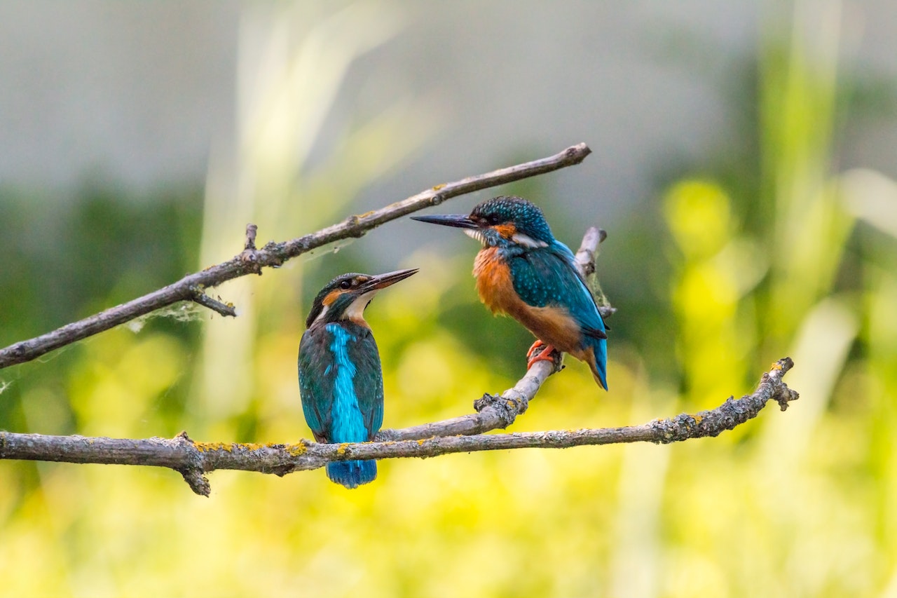 10-most-common-birds-in-nevada-peak-services