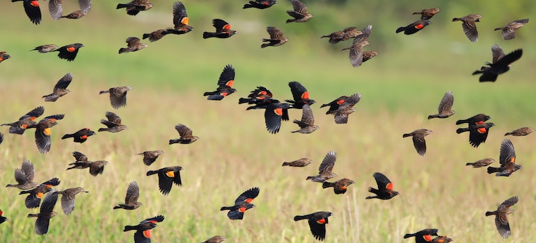 A flock of birds flying away