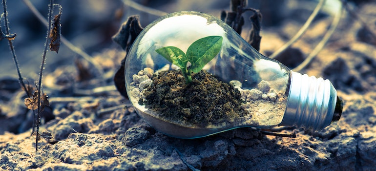 A plant inside the bulb