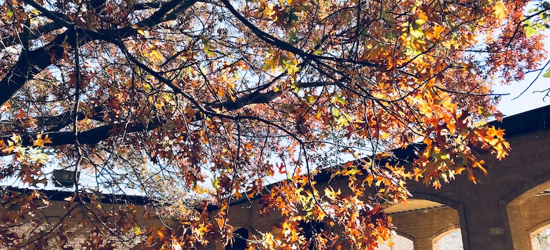 Tree branches hanging over roof as why the insurance company will cancel a homeowners policy
